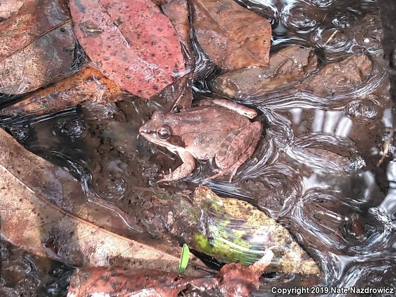 Wood Frog (Lithobates sylvaticus)