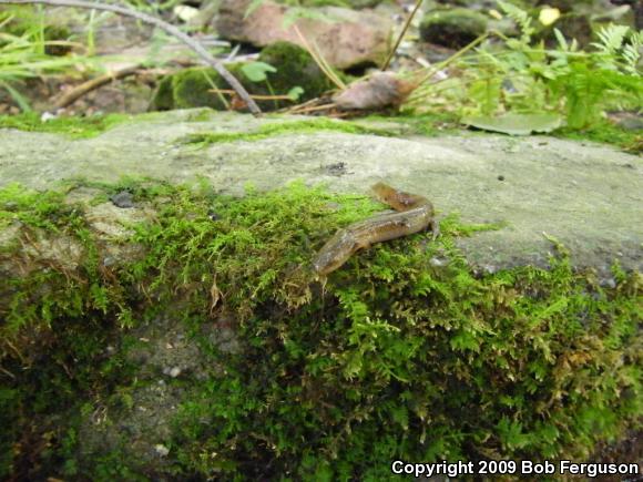 Northern Red Salamander (Pseudotriton ruber ruber)