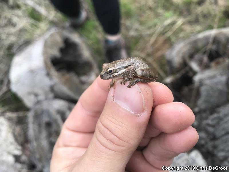 Baja California Treefrog (Pseudacris hypochondriaca)