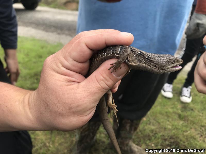 San Diego Alligator Lizard (Elgaria multicarinata webbii)