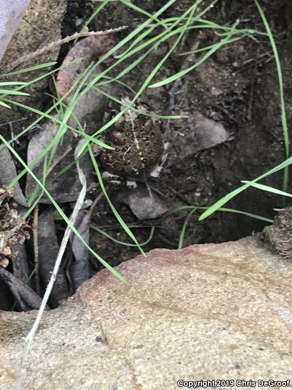 Southern California Toad (Anaxyrus boreas halophilus)