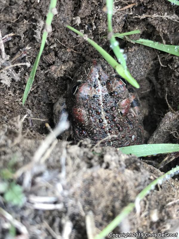 Southern California Toad (Anaxyrus boreas halophilus)