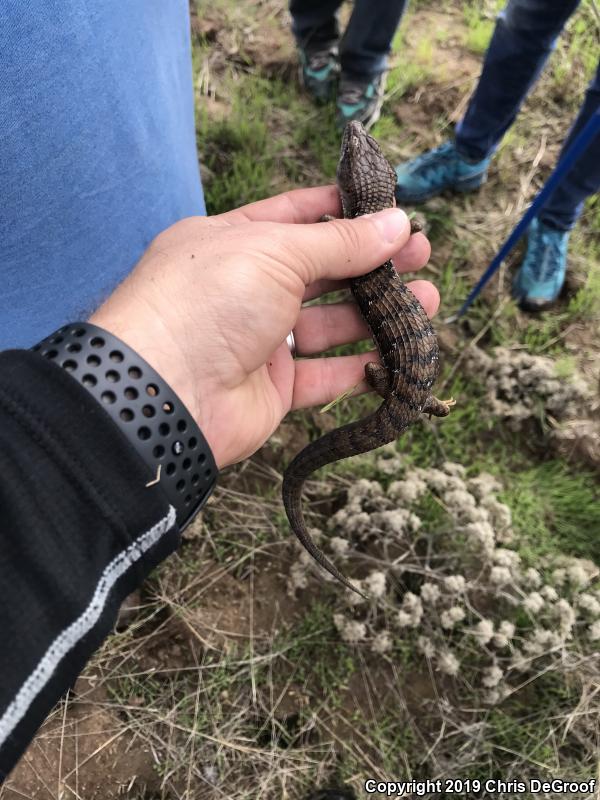 San Diego Alligator Lizard (Elgaria multicarinata webbii)