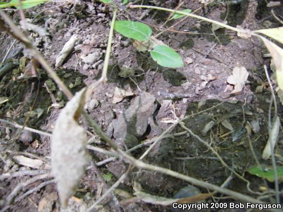 Eastern American Toad (Anaxyrus americanus americanus)