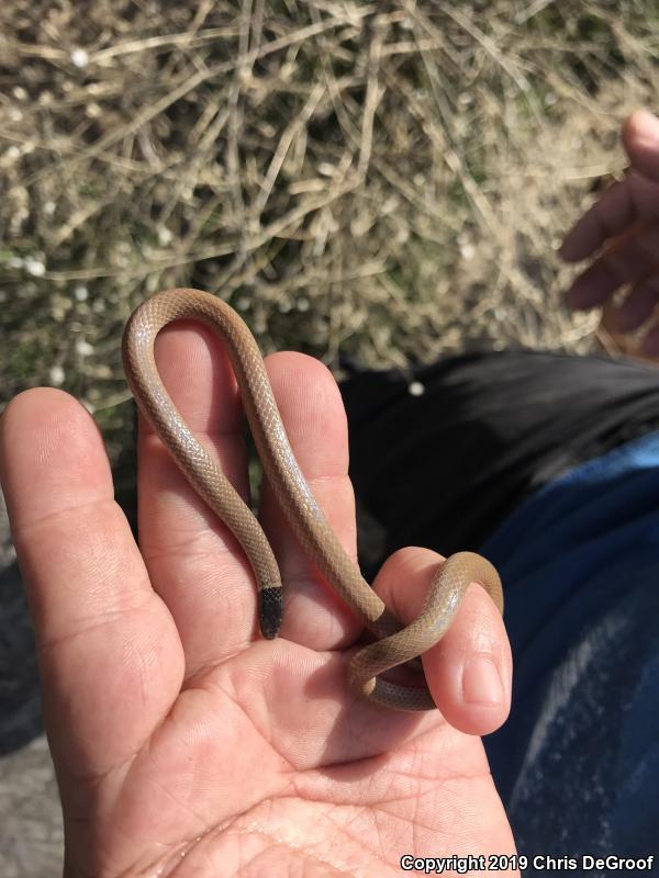 Western Black-headed Snake (Tantilla planiceps)