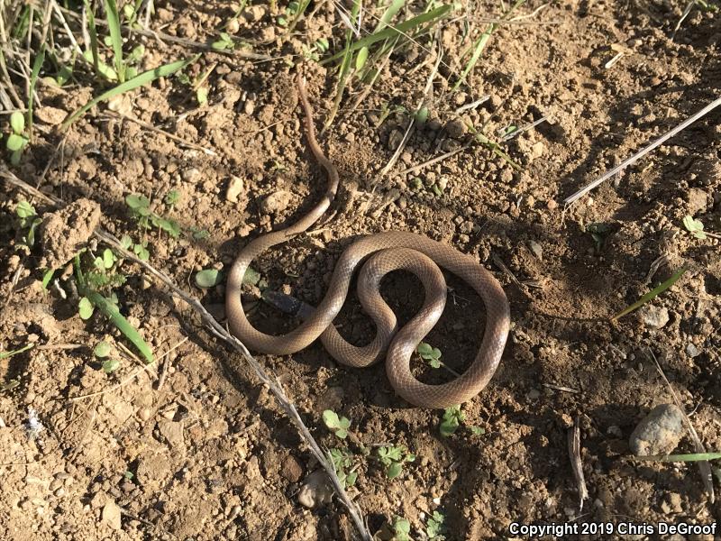 Western Black-headed Snake (Tantilla planiceps)