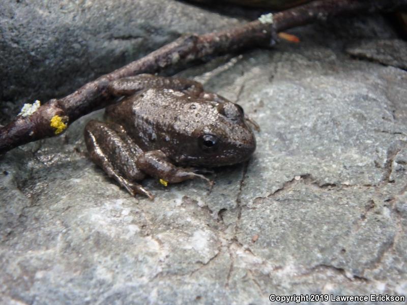 Foothill Yellow-legged Frog (Rana boylii)