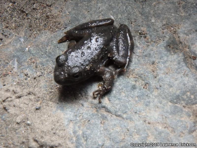 Foothill Yellow-legged Frog (Rana boylii)