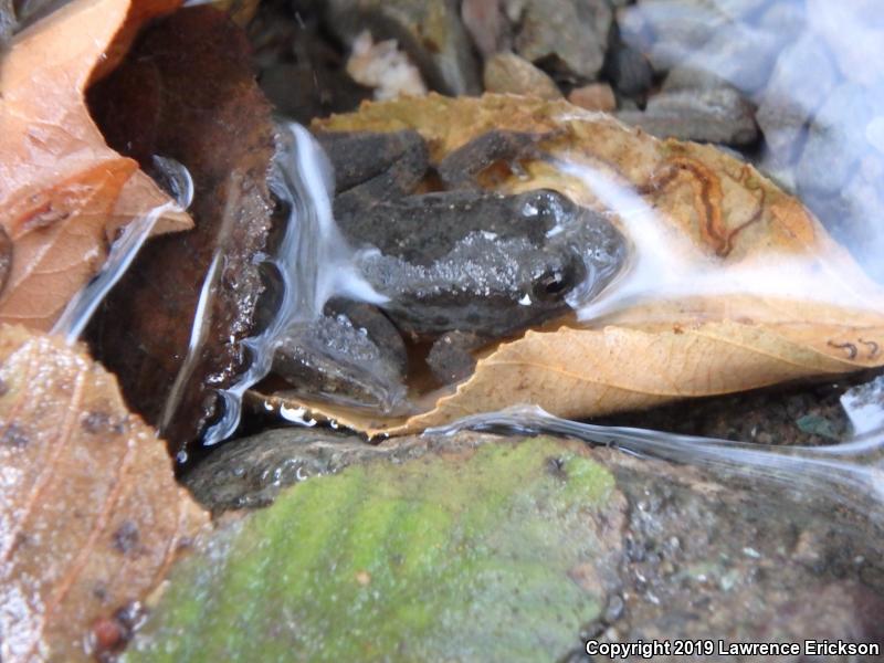 Foothill Yellow-legged Frog (Rana boylii)