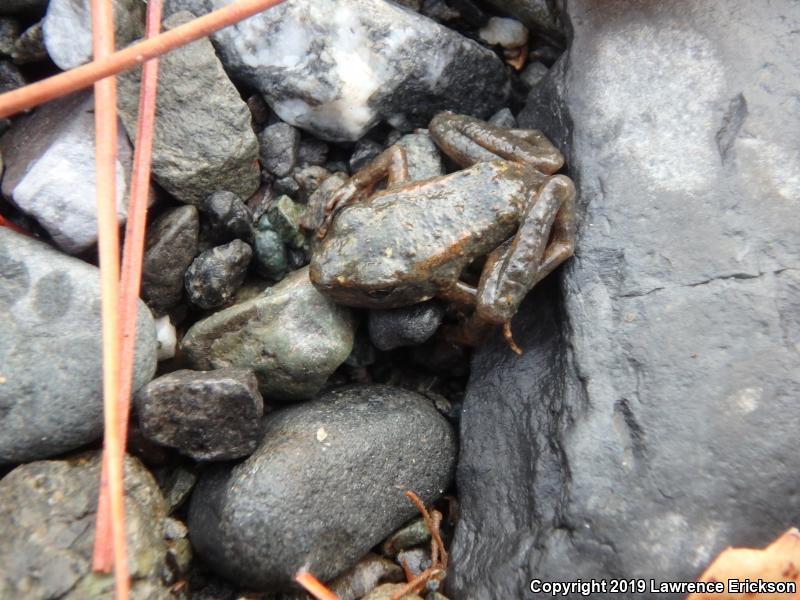 Foothill Yellow-legged Frog (Rana boylii)