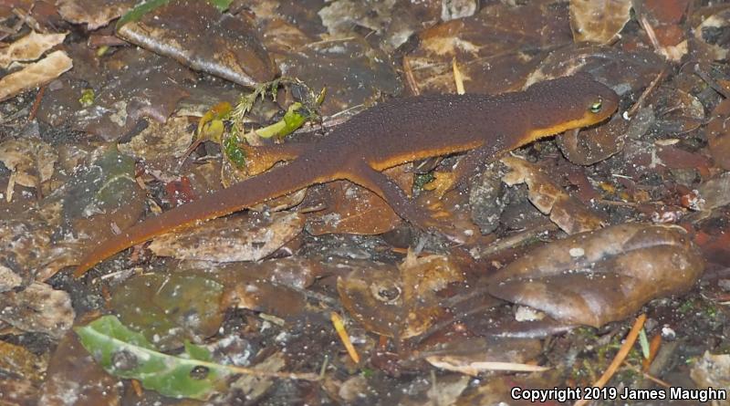 California Newt (Taricha torosa)