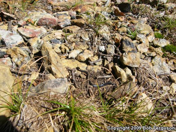 Northern Ring-necked Snake (Diadophis punctatus edwardsii)