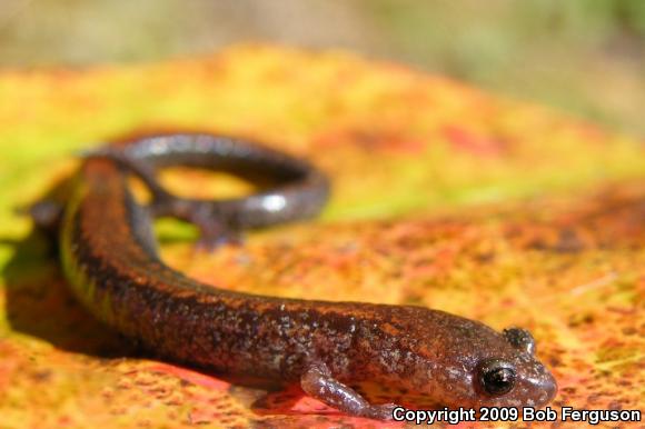 Eastern Red-backed Salamander (Plethodon cinereus)