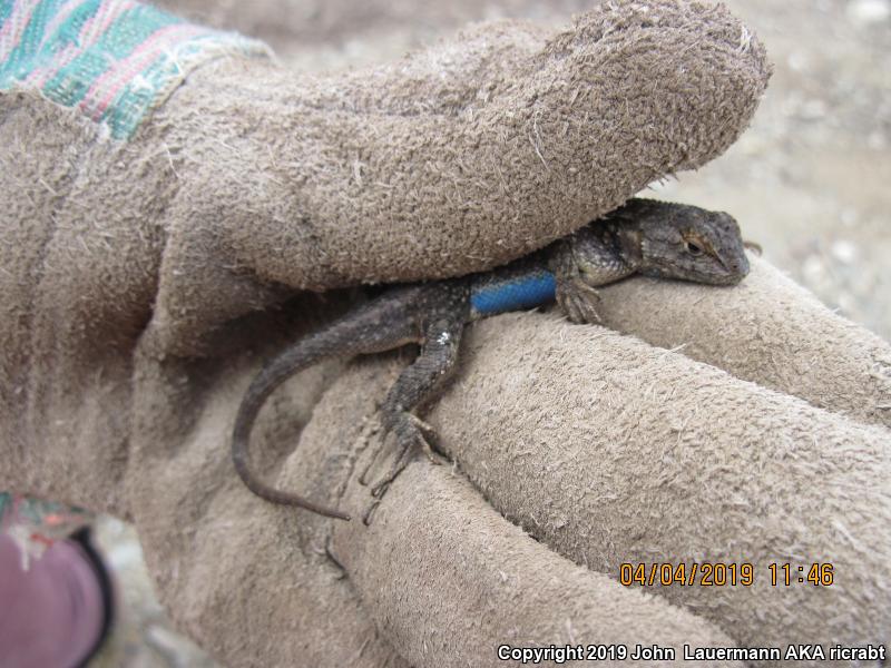 San Joaquin Fence Lizard (Sceloporus occidentalis biseriatus)