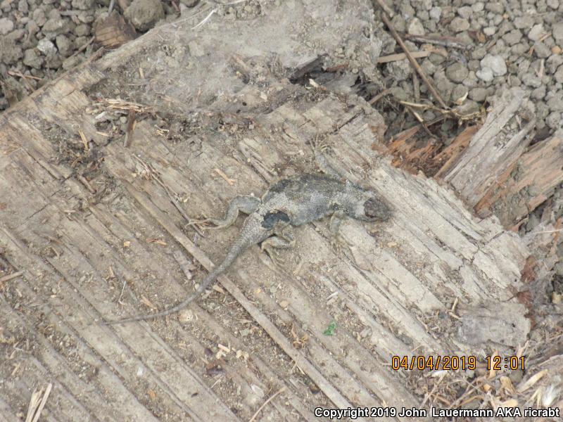 San Joaquin Fence Lizard (Sceloporus occidentalis biseriatus)