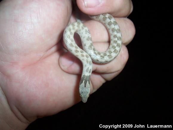 Desert Nightsnake (Hypsiglena chlorophaea deserticola)