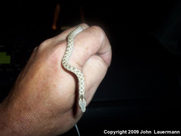 Desert Nightsnake (Hypsiglena chlorophaea deserticola)