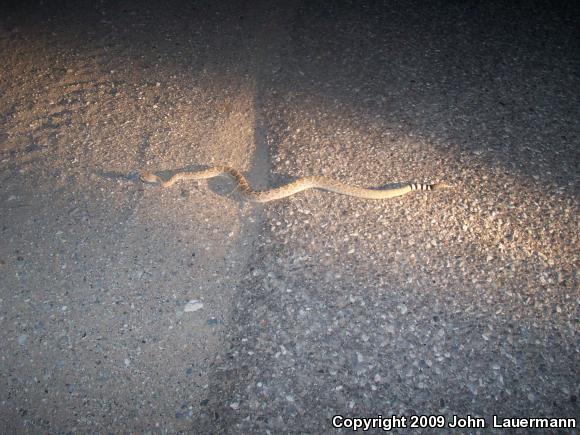 Western Diamond-backed Rattlesnake (Crotalus atrox)