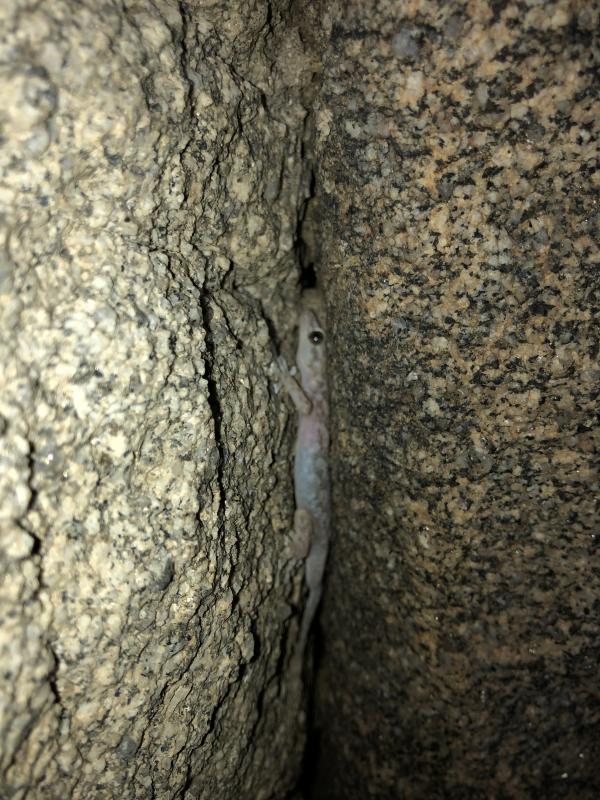 Peninsula Leaf-toed Gecko (Phyllodactylus nocticolus nocticolus)