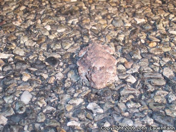 Desert Horned Lizard (Phrynosoma platyrhinos)