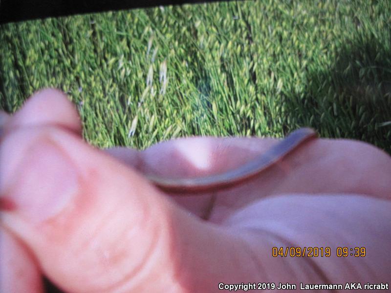 Western Black-headed Snake (Tantilla planiceps)