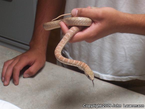 Red Racer (Coluber flagellum piceus)