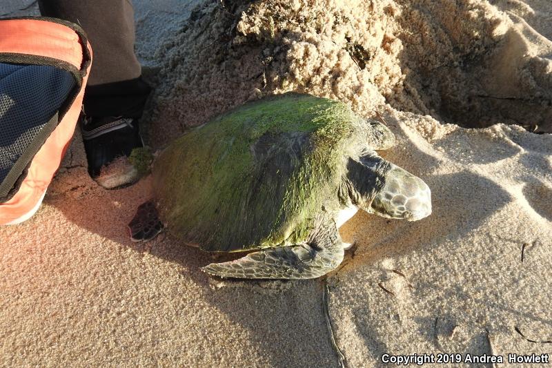 Green Sea Turtle (Chelonia mydas)