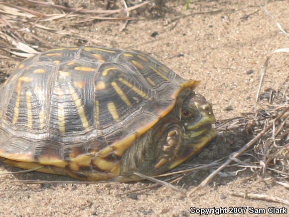 Ornate Box Turtle (Terrapene ornata ornata)