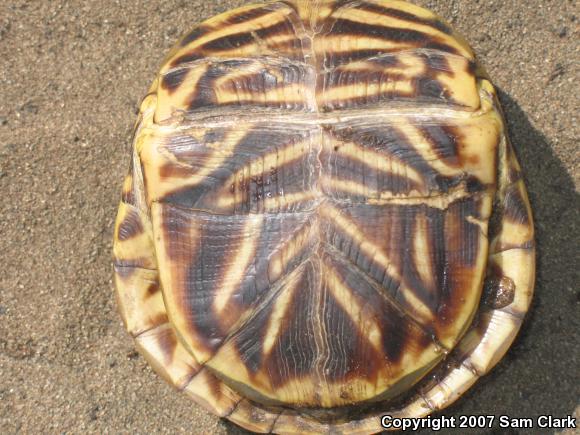 Ornate Box Turtle (Terrapene ornata ornata)