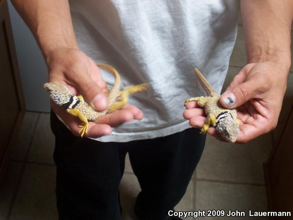 Great Basin Collared Lizard (Crotaphytus bicinctores)