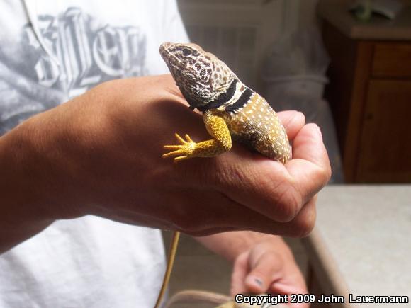 Great Basin Collared Lizard (Crotaphytus bicinctores)