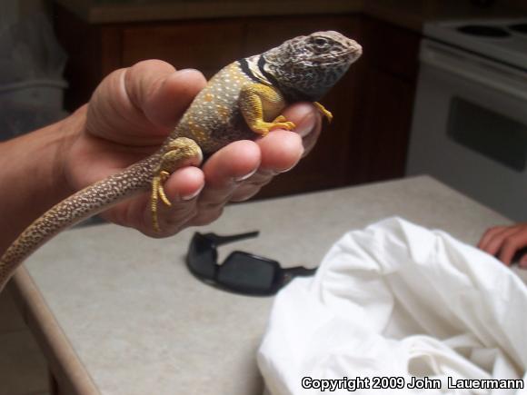 Great Basin Collared Lizard (Crotaphytus bicinctores)