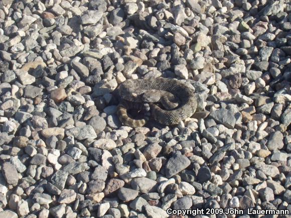 Southwestern Speckled Rattlesnake (Crotalus mitchellii pyrrhus)