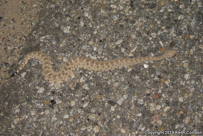 Colorado Desert Sidewinder (Crotalus cerastes laterorepens)