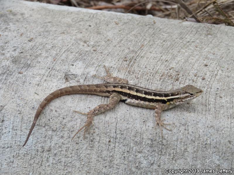 Texas Rose-bellied Lizard (Sceloporus variabilis marmoratus)