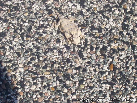 Desert Horned Lizard (Phrynosoma platyrhinos)