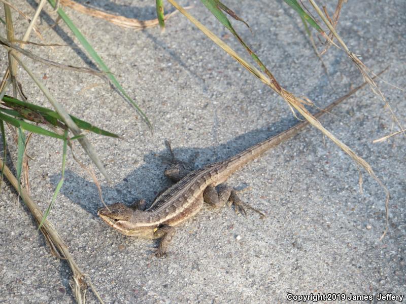 Texas Rose-bellied Lizard (Sceloporus variabilis marmoratus)