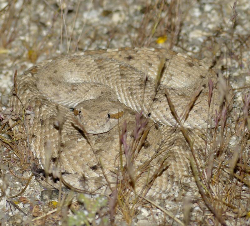 Colorado Desert Sidewinder (Crotalus cerastes laterorepens)