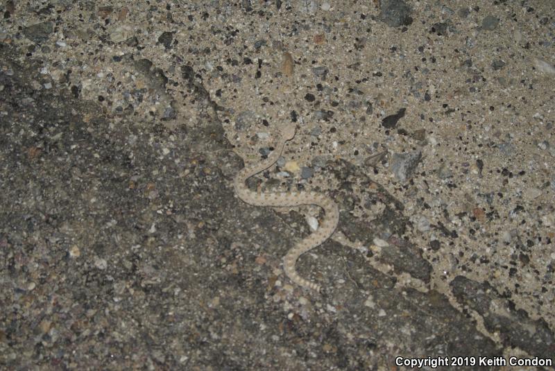 Colorado Desert Sidewinder (Crotalus cerastes laterorepens)