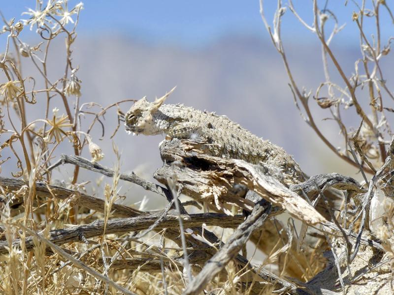 Flat-tailed Horned Lizard (Phrynosoma mcallii)