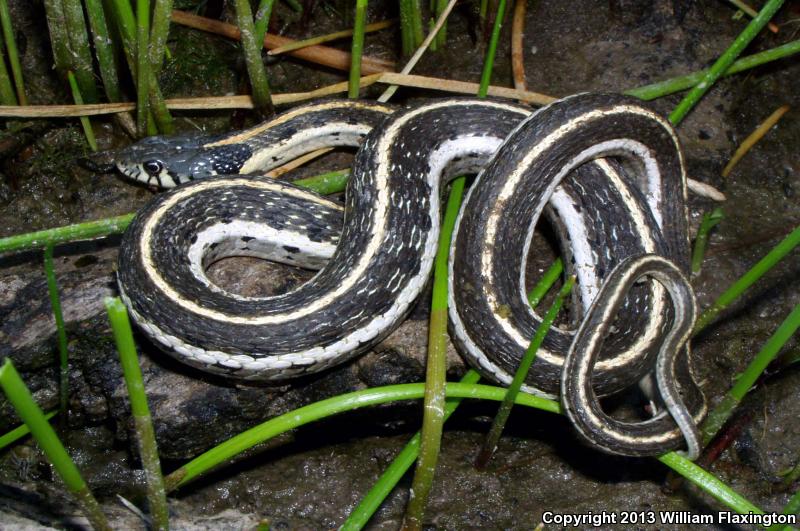 Black-necked Gartersnake (Thamnophis cyrtopsis)