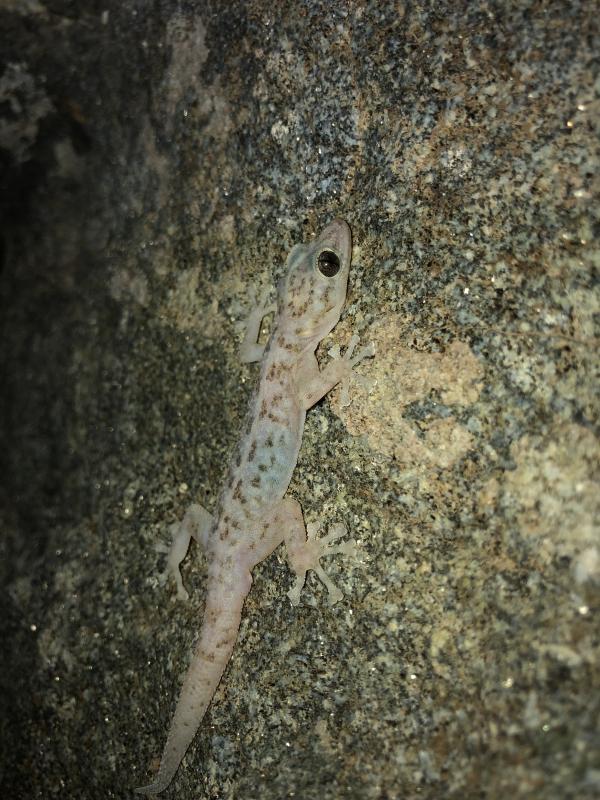 Peninsula Leaf-toed Gecko (Phyllodactylus nocticolus nocticolus)