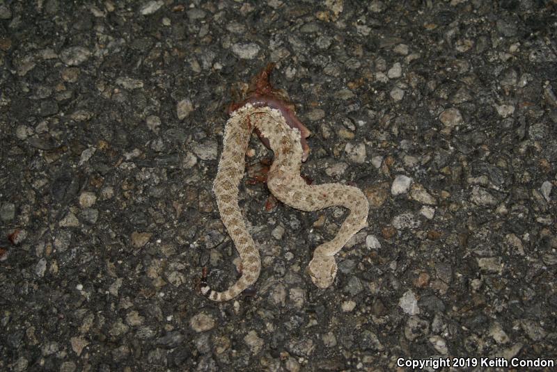 Colorado Desert Sidewinder (Crotalus cerastes laterorepens)