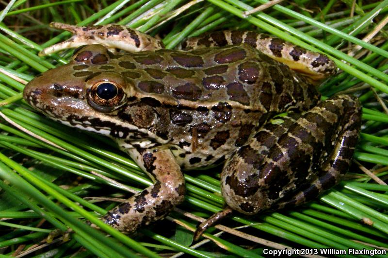 Lowland Leopard Frog (Lithobates yavapaiensis)