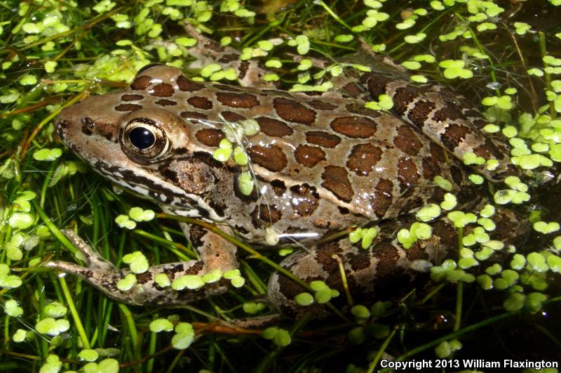 Lowland Leopard Frog (Lithobates yavapaiensis)