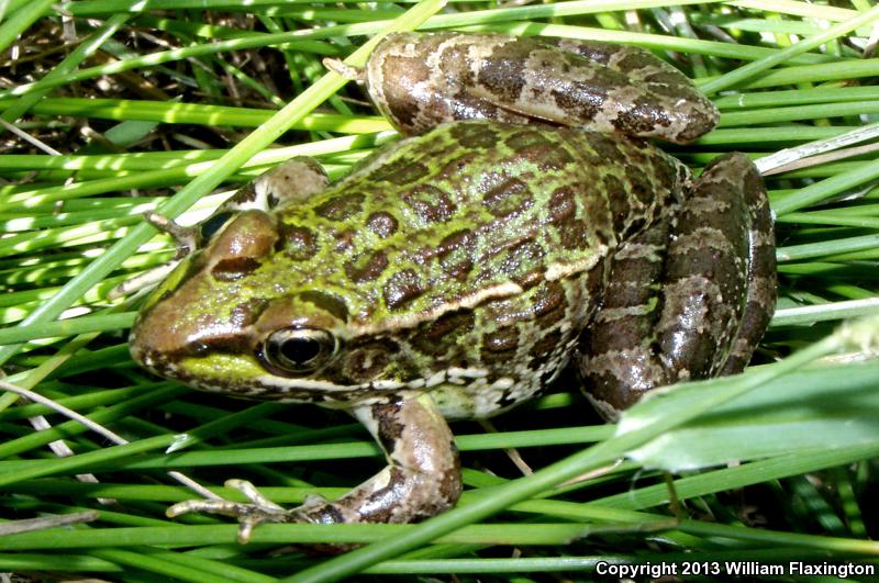 Lowland Leopard Frog (Lithobates yavapaiensis)