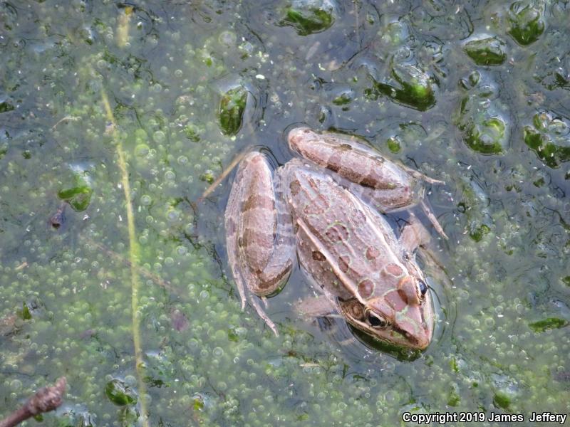 Rio Grande Leopard Frog (Lithobates berlandieri)