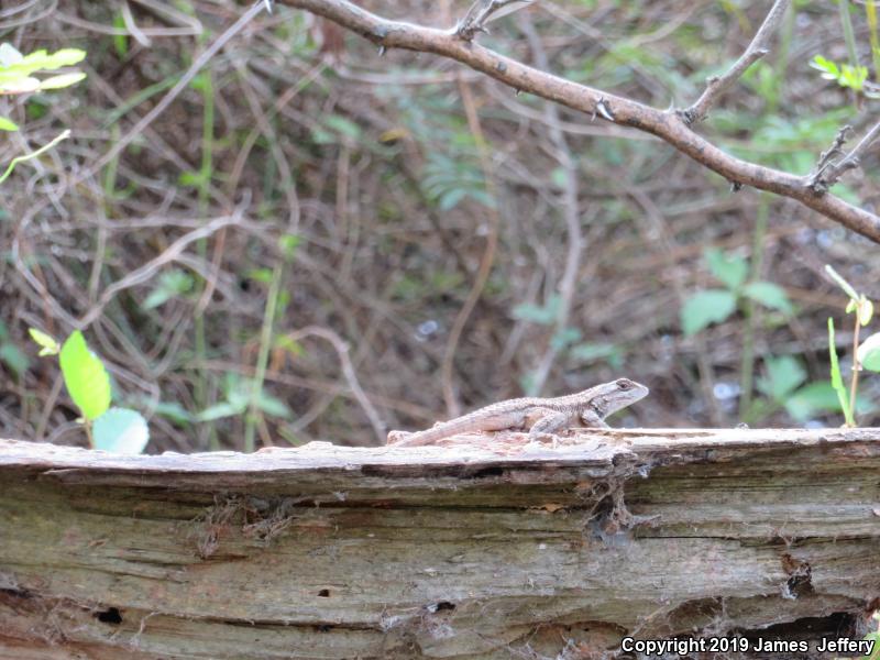 Texas Spiny Lizard (Sceloporus olivaceus)