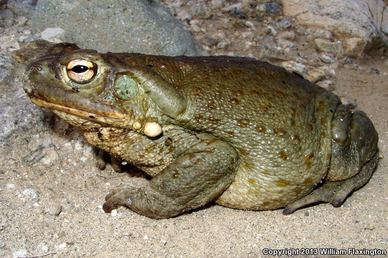 Sonoran Desert Toad (Ollotis alvaria)