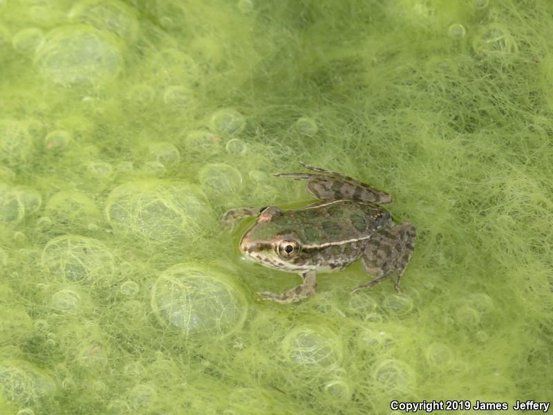 Rio Grande Leopard Frog (Lithobates berlandieri)